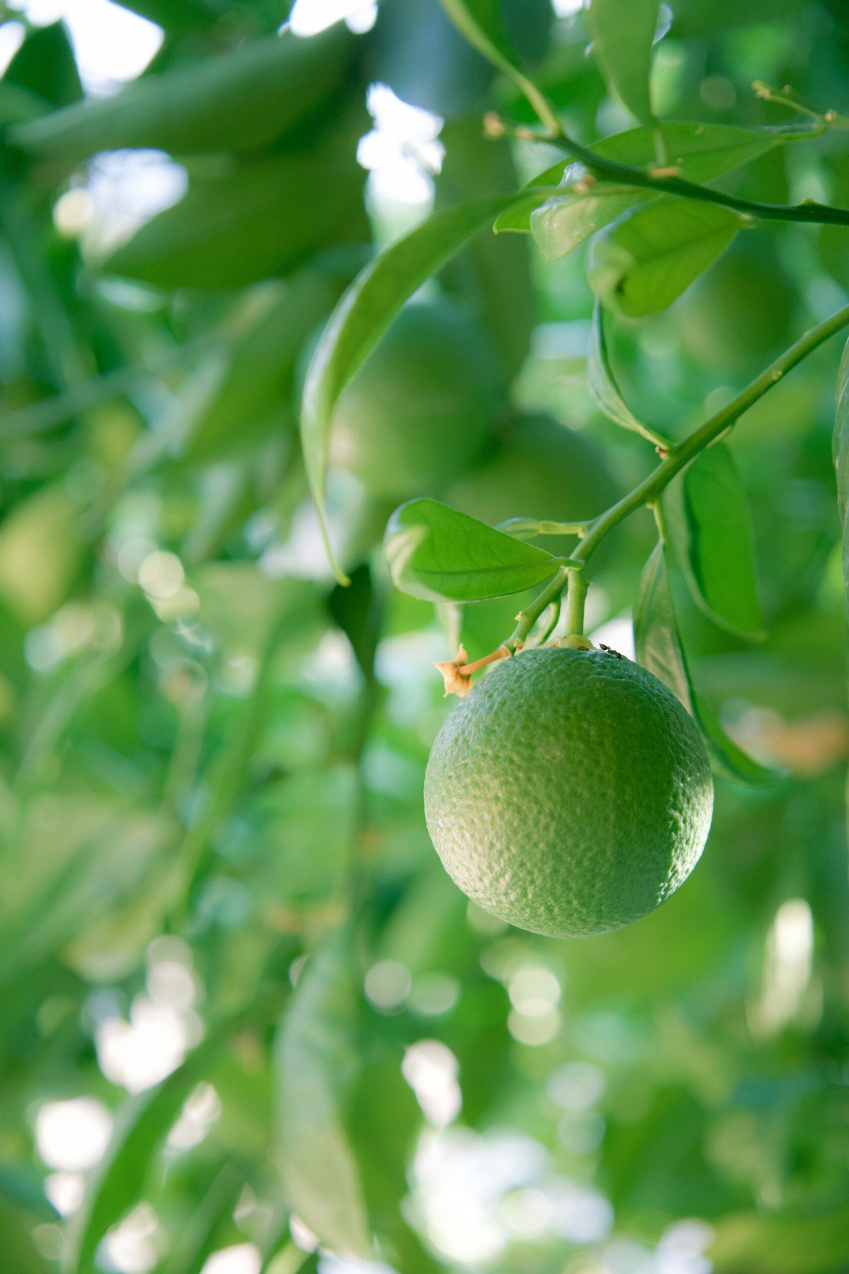 Mexican Lime